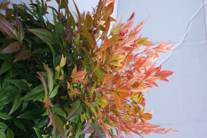 Picture of Nandina